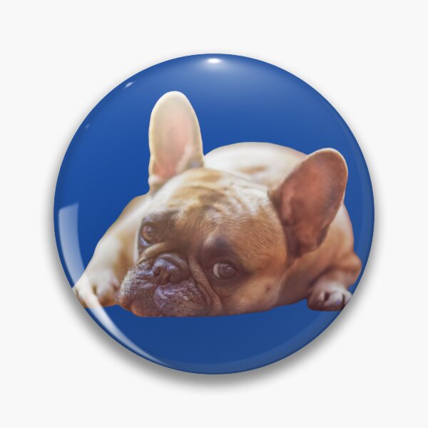 Artikelvorschau, Entzückende Bulldogge schaut dich direkt an entworfen und verkauft von Goldmedaldesign.