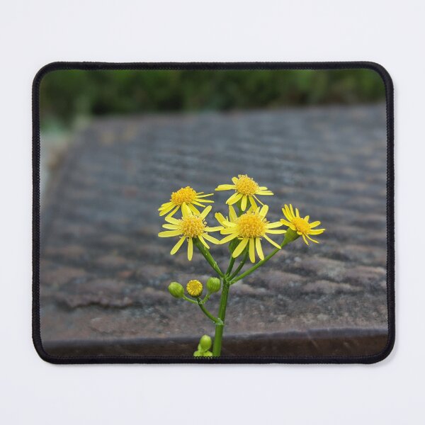 Item preview, Yellow Flowers Growing in Gutter 1 designed and sold by AustaArt.