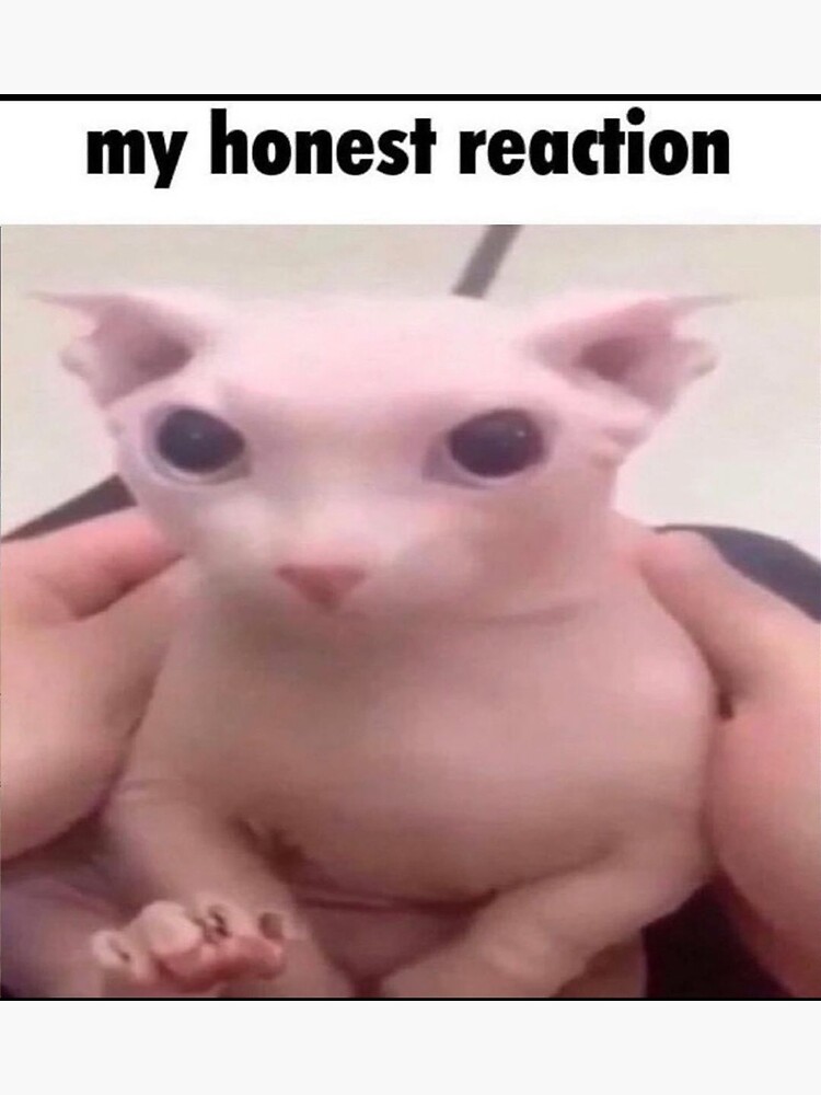 My Honest Reaction My Honest Reaction Meme Sticker - My honest