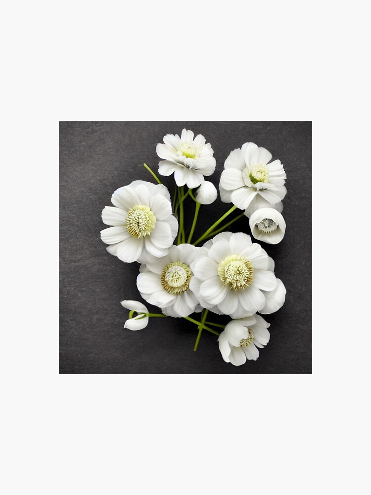 Thumbnail 3 of 3, Sticker, Stillness Gifts White Anemone Flowers designed and sold by stillnessgifts.