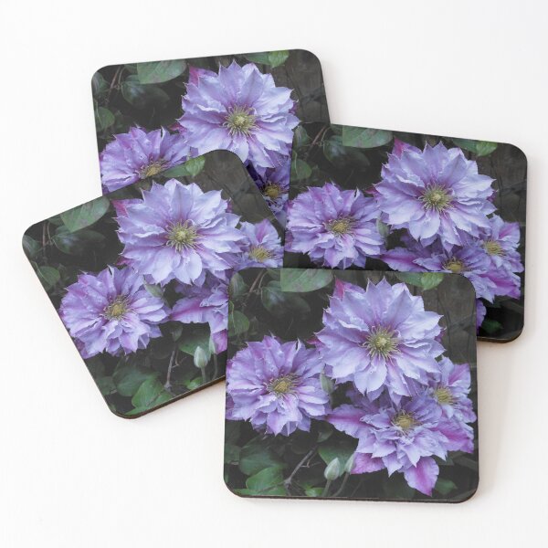 Item preview, Clematis Quartet designed and sold by SunriseRose.