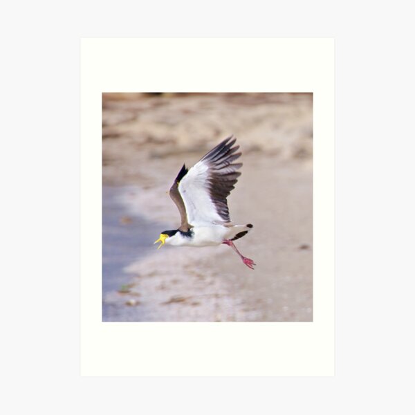 LAPWING ~ Masked Lapwing AZTS8XLH by David Irwin Art Print