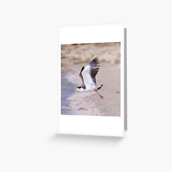 LAPWING ~ Masked Lapwing AZTS8XLH by David Irwin Greeting Card