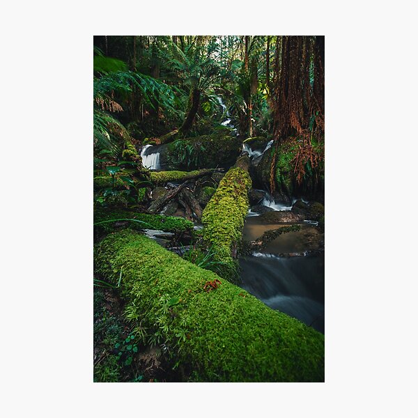 Item preview, Otways Rainforest Waterfall designed and sold by timmyvincent.