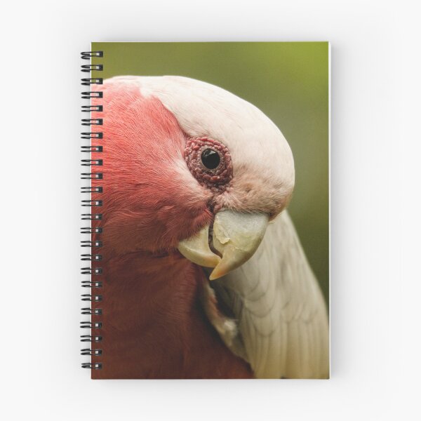 Item preview, Inquisitive Galah designed and sold by theleastone.
