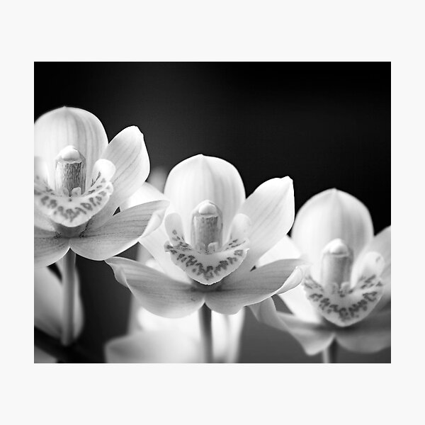 Item preview, Orchid #4 designed and sold by Amber Parsons.