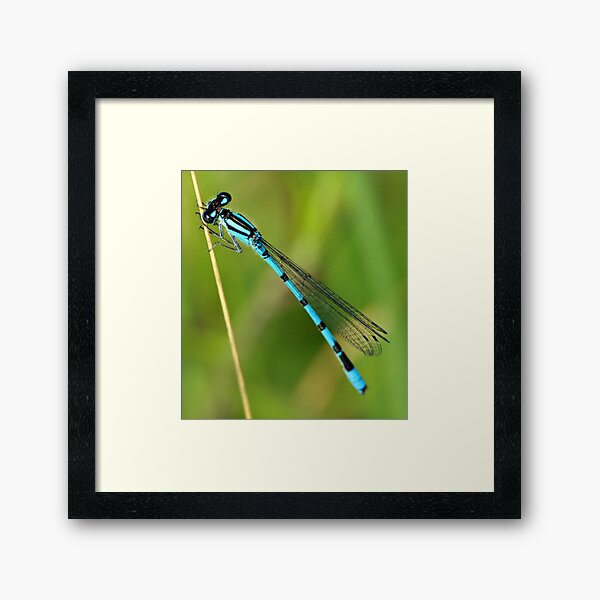 Blue Damselfly Framed Art Print