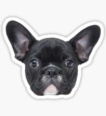 Oscar the French Bulldog Sticker