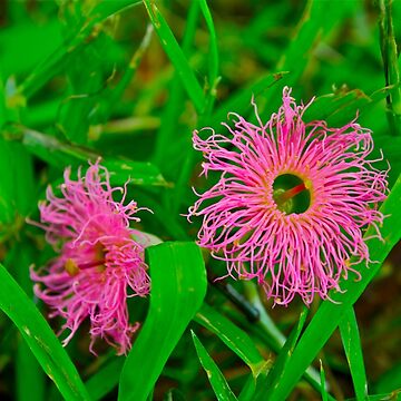 Artwork thumbnail, Tiny Pink Weeds by Jen Waltmon