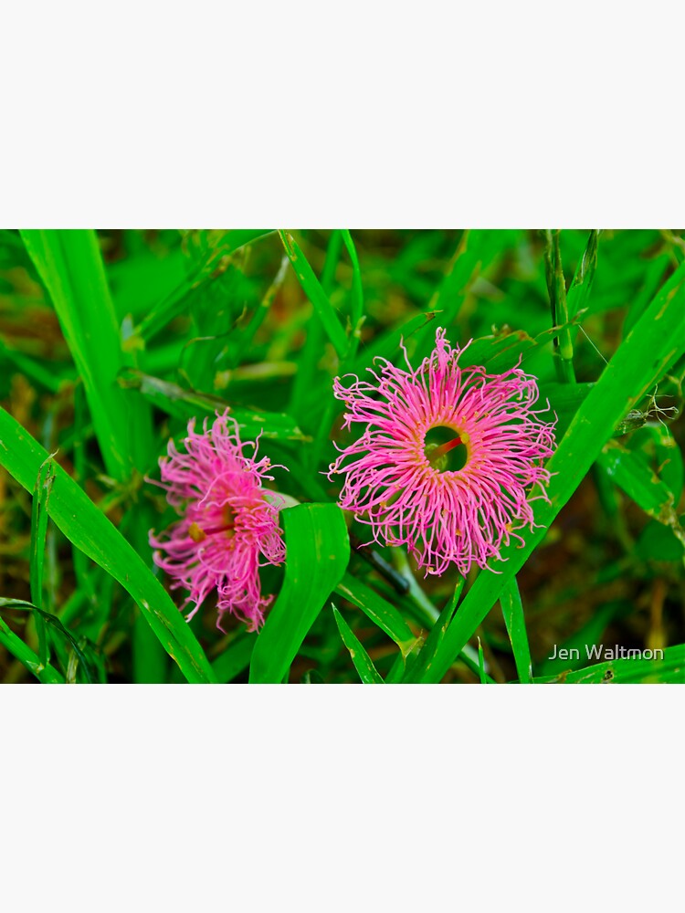 Thumbnail 3 of 3, Sticker, Tiny Pink Weeds designed and sold by Jdubphotog.