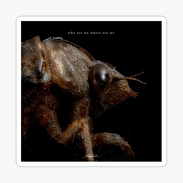 Cosmic Cicada — "Who Are We Where Are We" Collection Sticker