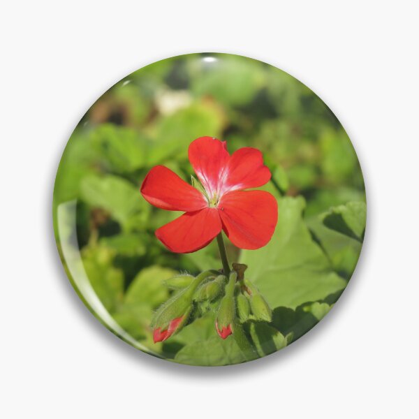 Item preview, Red and white pelargonium designed and sold by greentiger1.
