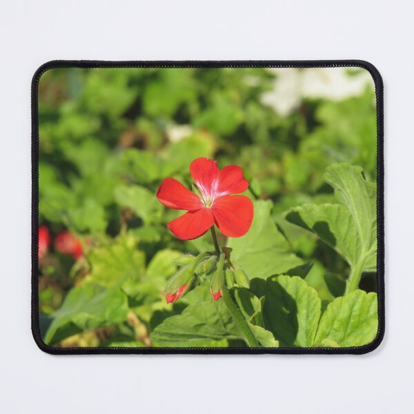 Item preview, Red and white pelargonium designed and sold by greentiger1.