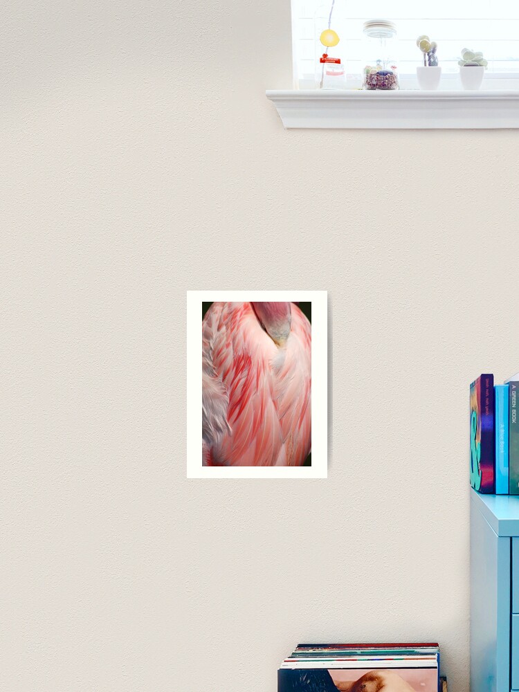 Flamingo Coral Pink Feathers Photograph Poster for Sale by HotHibiscus