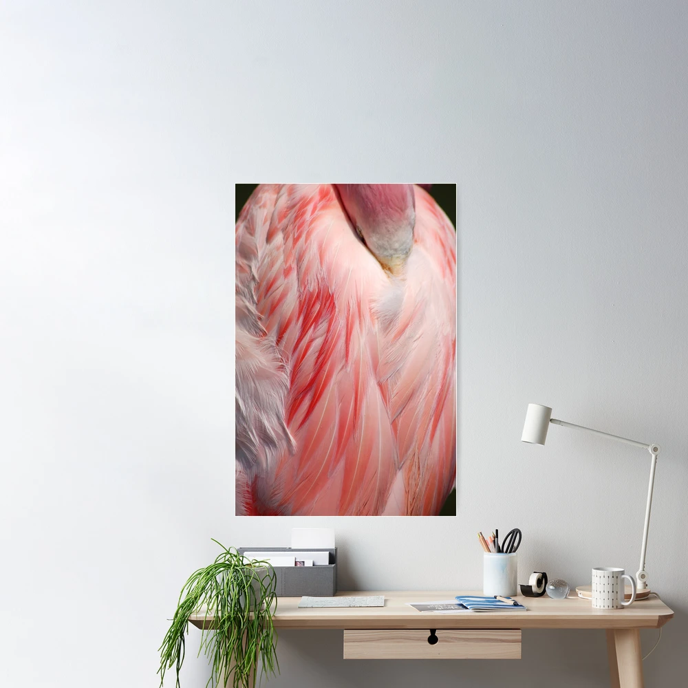 Flamingo Coral Pink Feathers Photograph Poster for Sale by HotHibiscus