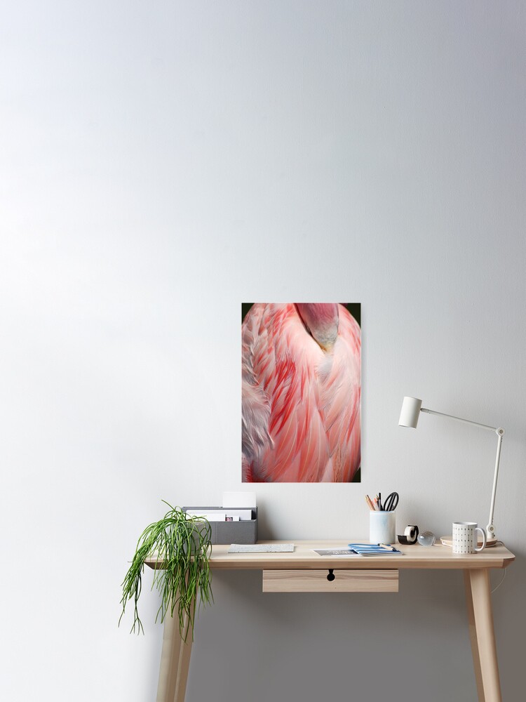 Flamingo Coral Pink Feathers Photograph Poster for Sale by HotHibiscus