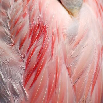 Flamingo Coral Pink Feathers Photograph Poster for Sale by HotHibiscus