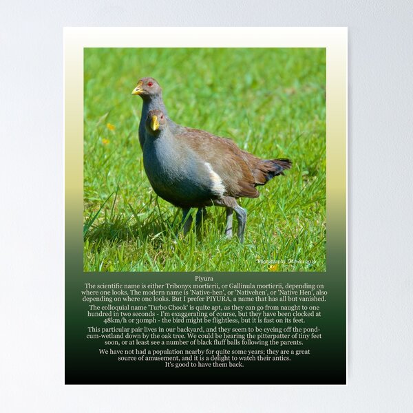 NATIVE-HEN ~ MICRO TALE ~ Piyura ARCQQFLF by David Irwin Poster