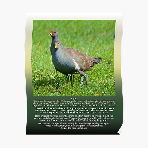 NATIVE-HEN ~ Piyura ARCQQFLF by tasmanianartist by David Irwin Poster
