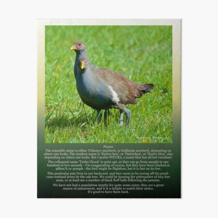 PIYURA ~ Native-Hen (Young Pair) by tasmanianartist Art Board Print