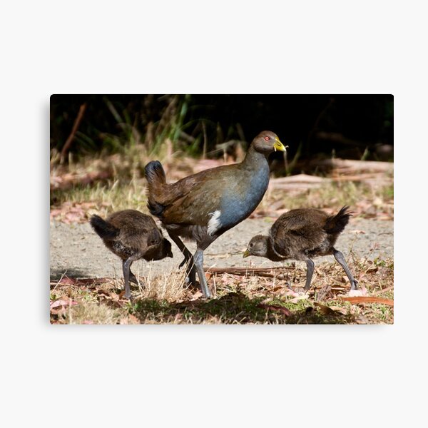Item preview, NATIVE-HEN ~ Piyura XZNCKJKS by David Irwin designed and sold by tasmanianartist.