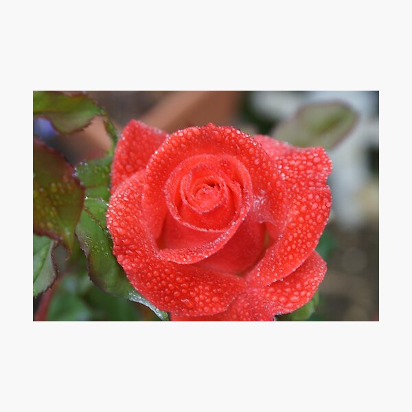 Item preview, Blossom refreshed in the morning dew - La Mirada, CA USA (Read Description) designed and sold by leih2008.