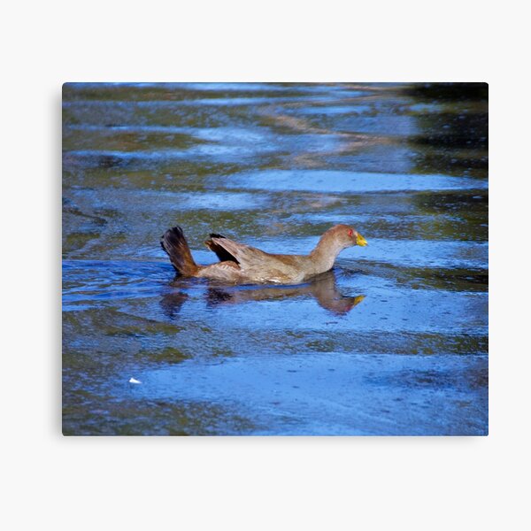 PIYURA ~ Tasmanian Native-Hen Swimming by David Irwin Canvas Print