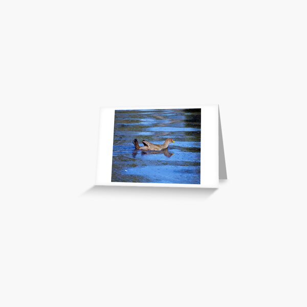 NATIVE-HEN ~ Piyura 7AECJ2XD by David Irwin Greeting Card