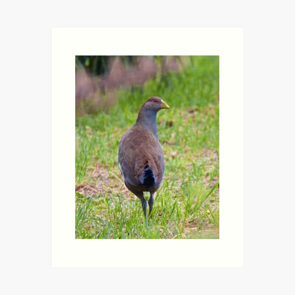 NATIVE-HEN ~ Piyura Q2C2LF78 by David Irwin ~ WO Art Print