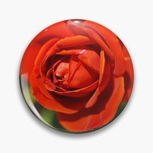 Item preview, Radiant And Red Rose  designed and sold by Joy Watson - Natural Light Photography .