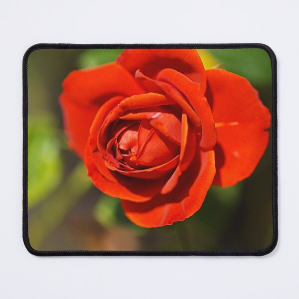 Item preview, Radiant And Red Rose  designed and sold by Joy Watson - Natural Light Photography .