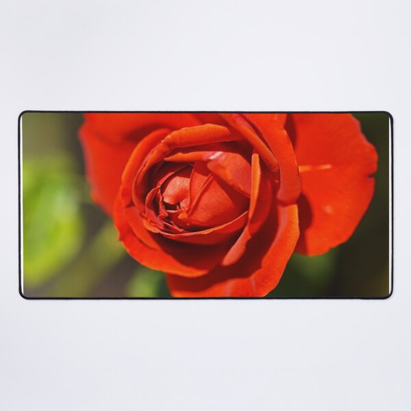 Item preview, Radiant And Red Rose designed and sold by Joy Watson - Natural Light Photography .