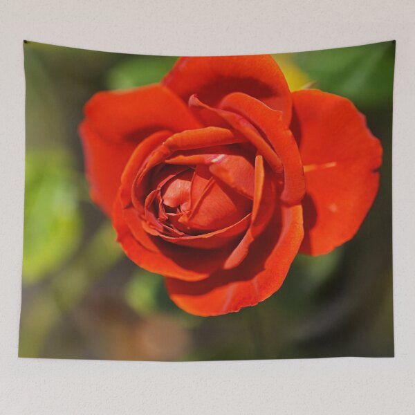 Item preview, Radiant And Red Rose  designed and sold by Joy Watson - Natural Light Photography .
