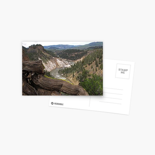Grand Canyon of Yellowstone Postcard