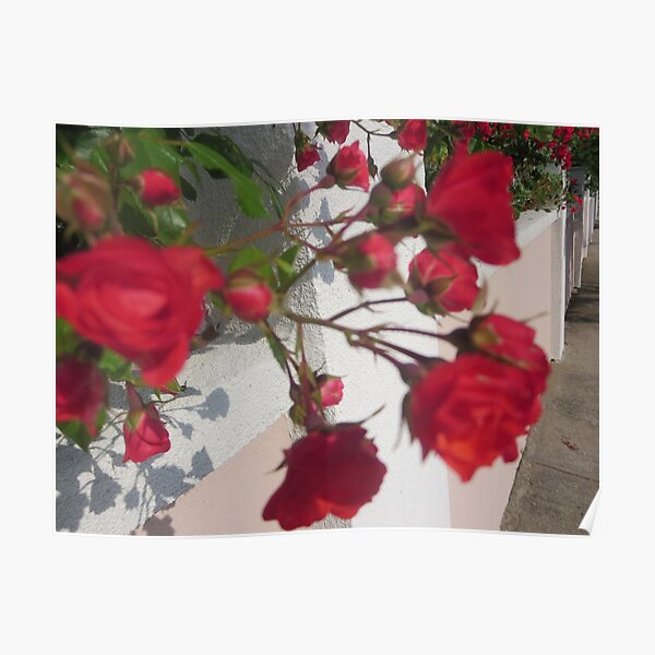 Red and vibrant roses Poster