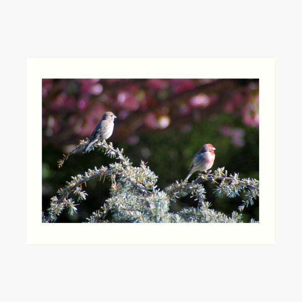 Meet the Finches Art Print