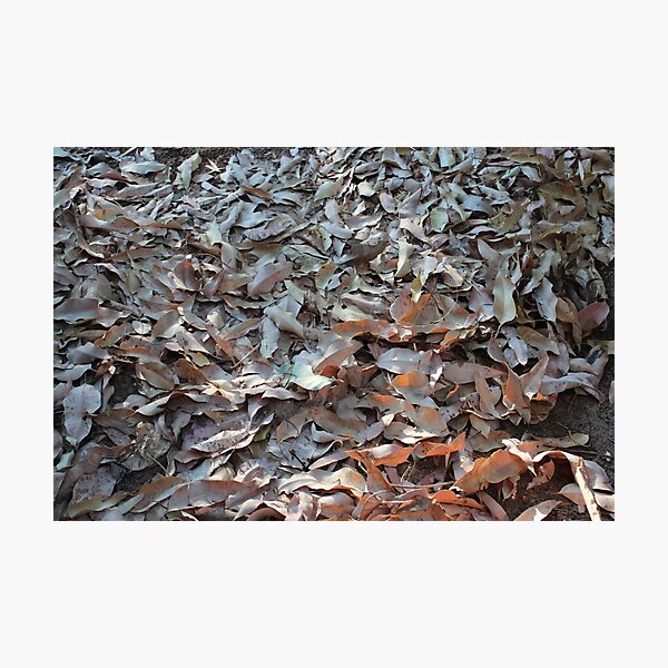 Leafs 5 Photographic Print