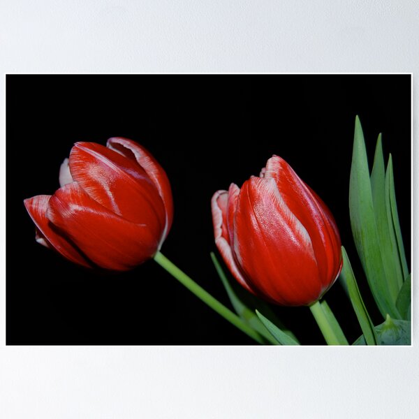 Item preview, Tulips designed and sold by Pamela Hubbard.