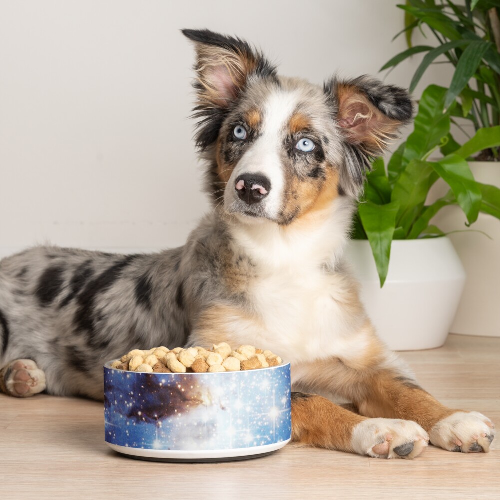 Item preview, Pet Bowl designed and sold by rapplatt.