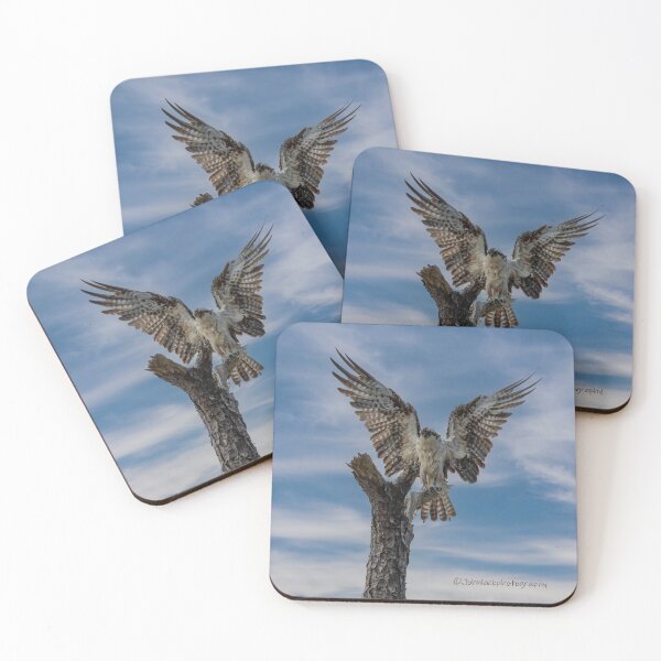Item preview, Águila pescadora secándose designed and sold by johnlackphotos.