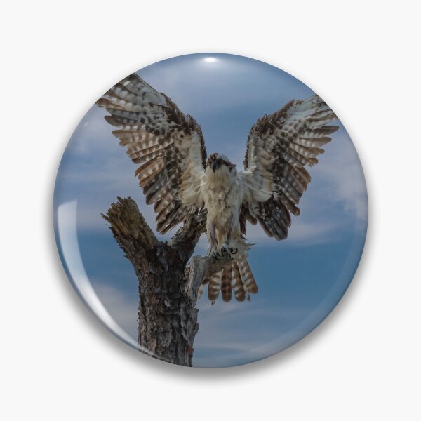 Item preview, Águila pescadora secándose designed and sold by johnlackphotos.