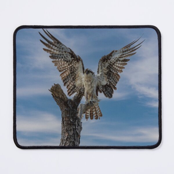 Item preview, Osprey drying off designed and sold by johnlackphotos.