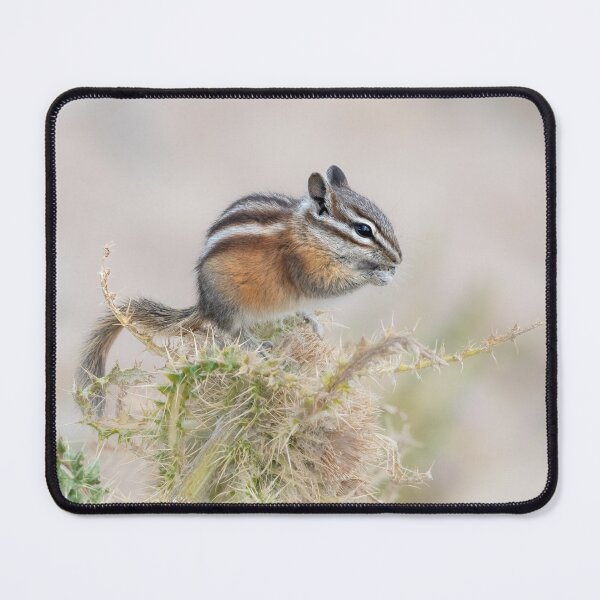 Item preview, Chipmunk feeding on Alpine Thistle designed and sold by Eivor Kuchta.