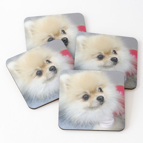 Item preview, A little pomeranian dressed in red with big bright eyes. designed and sold by ATime7Day.