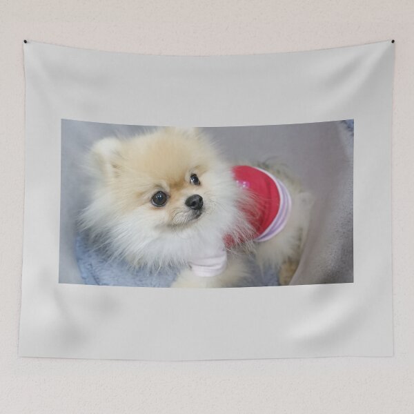Item preview, A little pomeranian dressed in red with big bright eyes. designed and sold by ATime7Day.
