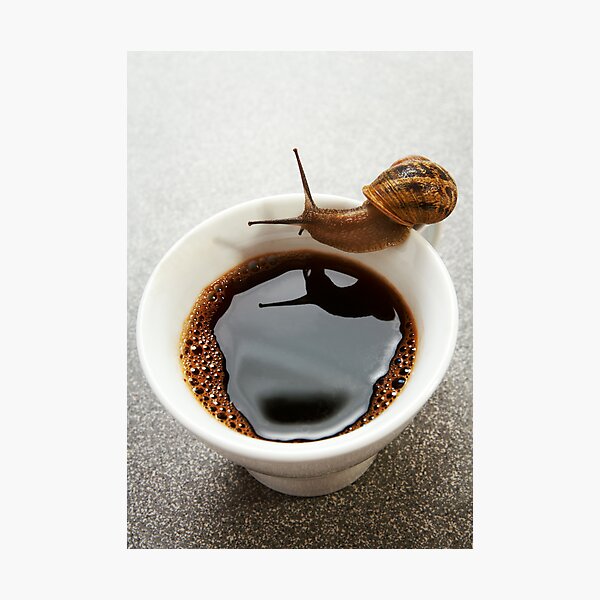 Morning thirst Photographic Print