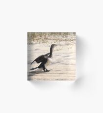 Pied Cormorant - just coming to land........!! Acrylic Block