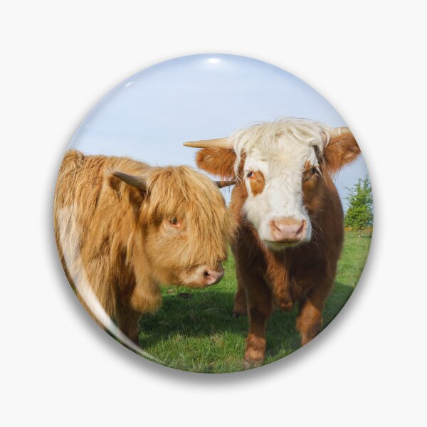 Item preview, Young Highland Cows designed and sold by rawshutterbug.