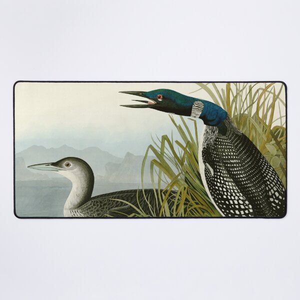 Item preview, Great Northern Diver or Loon by John James Audubon designed and sold by Natural History Prints.