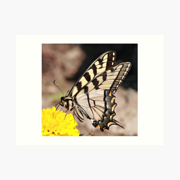 Tiger Swallowtail Art Print